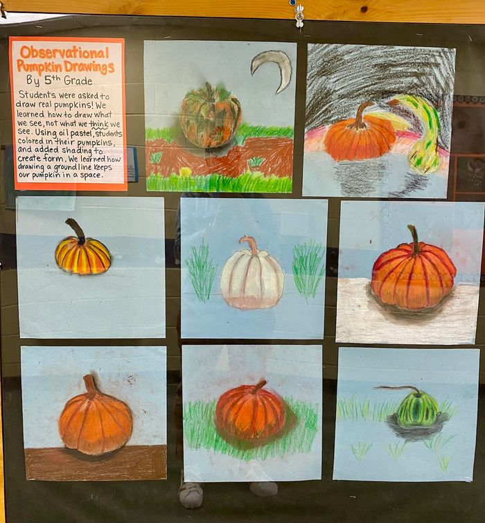 A series of observational drawings of pumpkins by a 5th grade class.